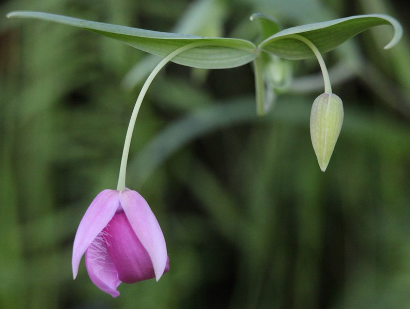 Purple Fairy-Lantern photo 6
