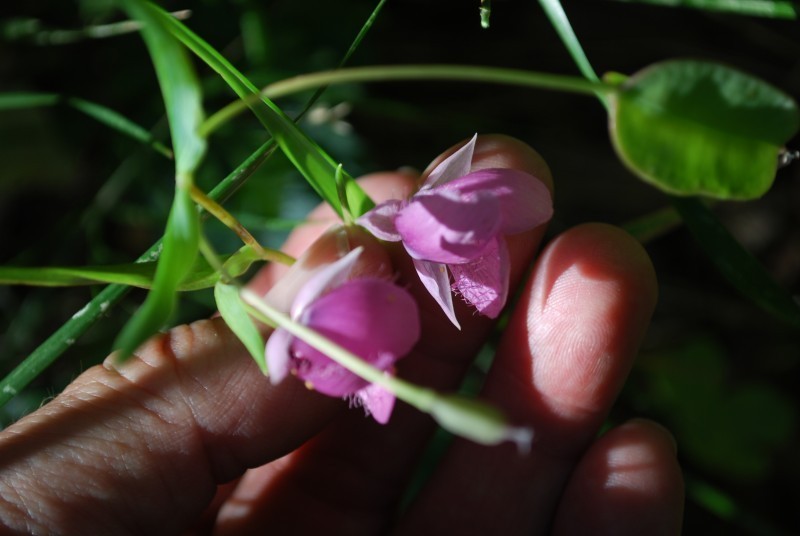 Purple Fairy-Lantern photo 7