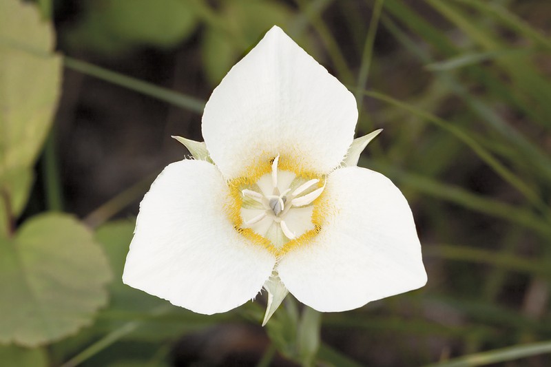 Pointedtip Mariposa Lily