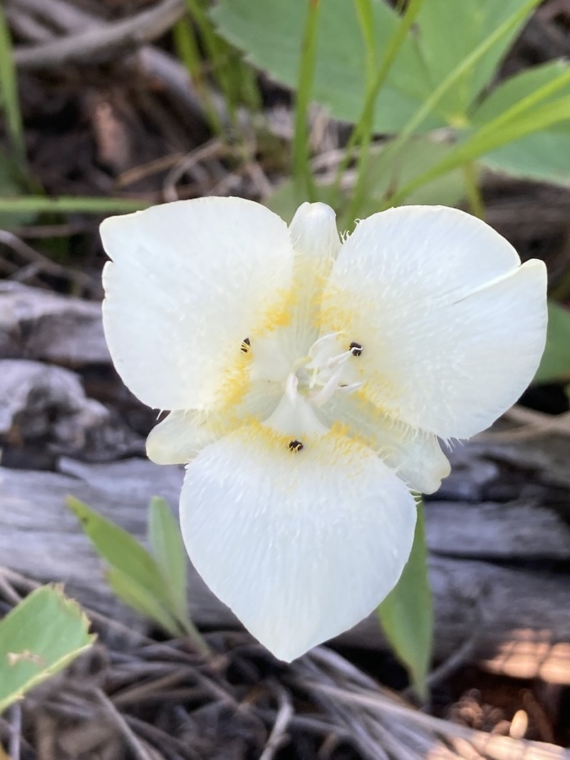 Pointedtip Mariposa Lily photo 2
