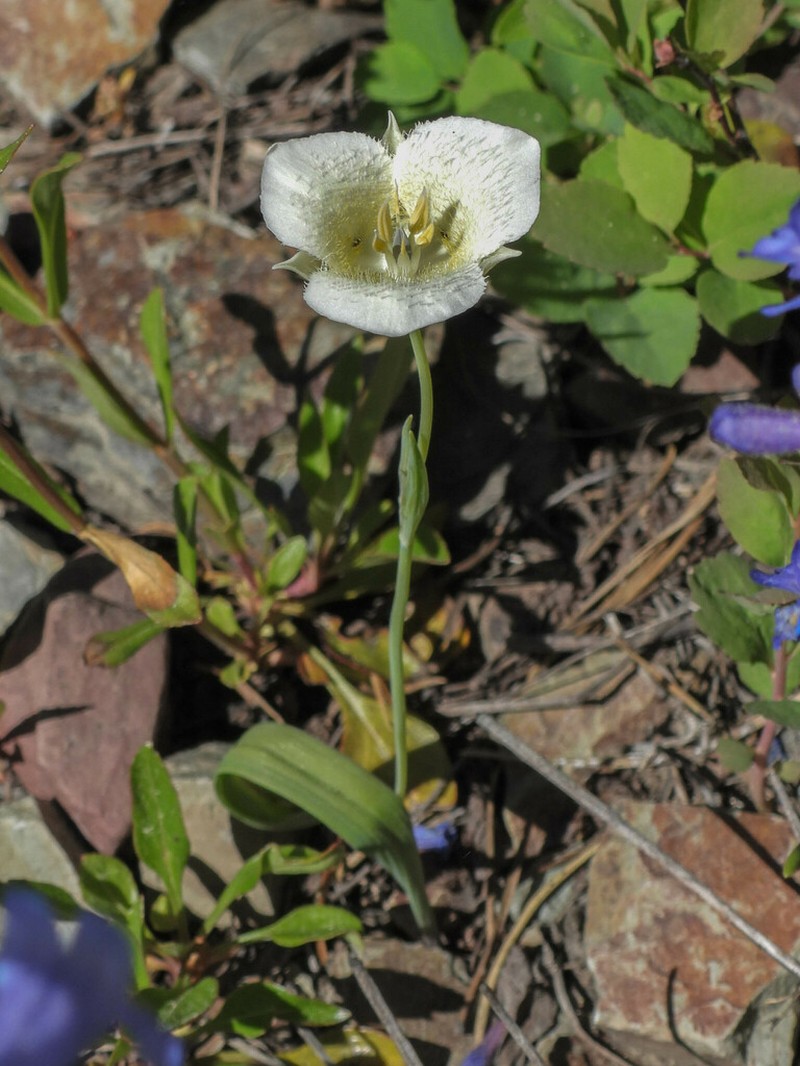 Pointedtip Mariposa Lily photo 3