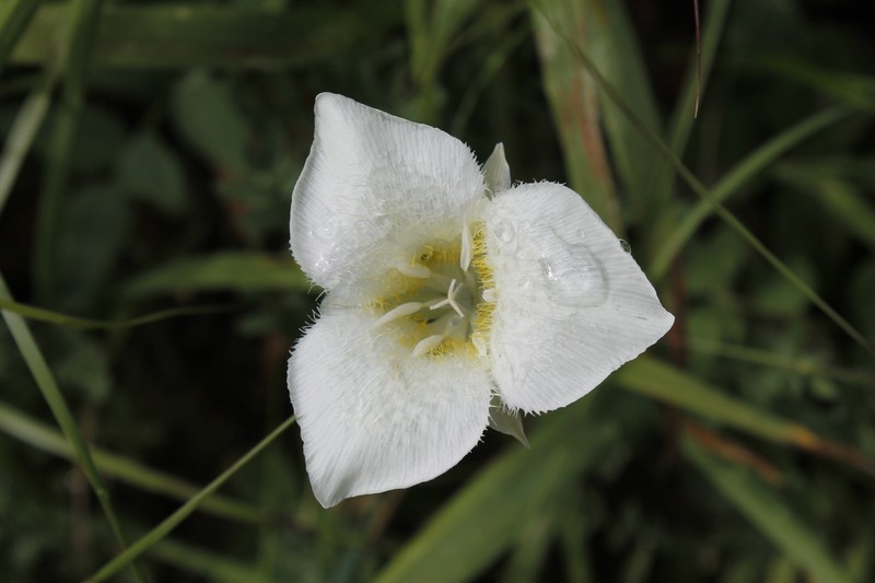 Pointedtip Mariposa Lily photo 4