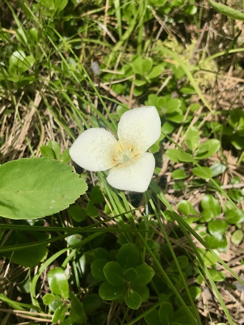 Pointedtip Mariposa Lily photo 5
