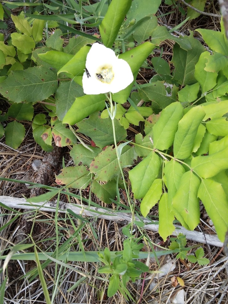 Pointedtip Mariposa Lily photo 6