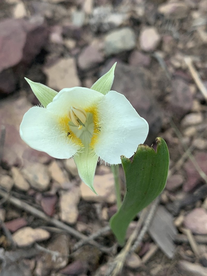 Pointedtip Mariposa Lily photo 7