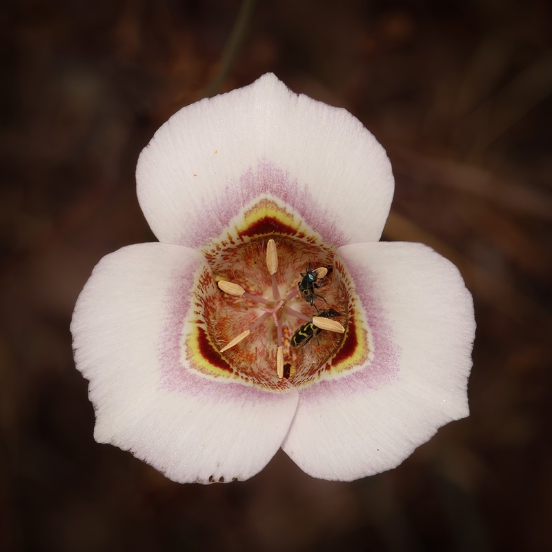 Clay Mariposa Lily