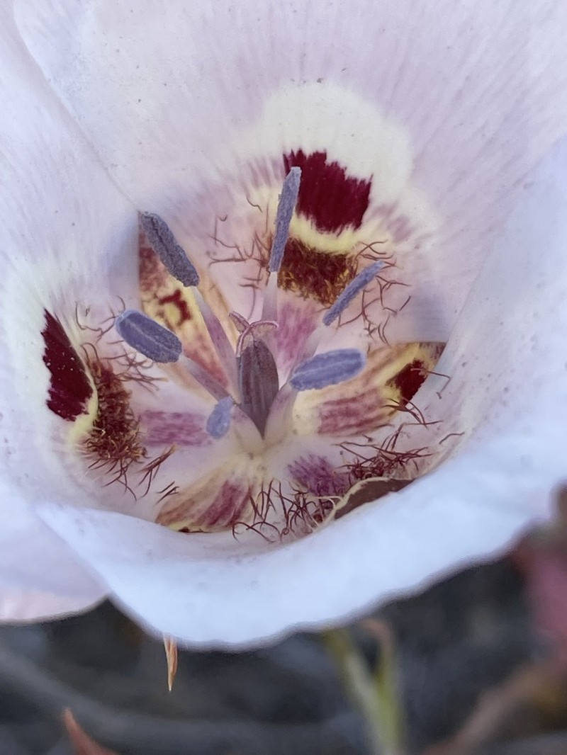 Clay Mariposa Lily photo 2