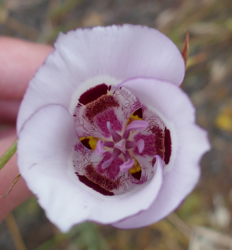 Clay Mariposa Lily photo 3