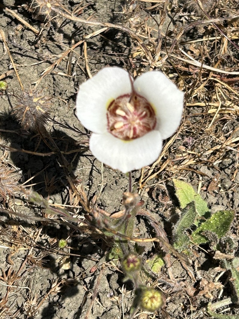 Clay Mariposa Lily photo 4