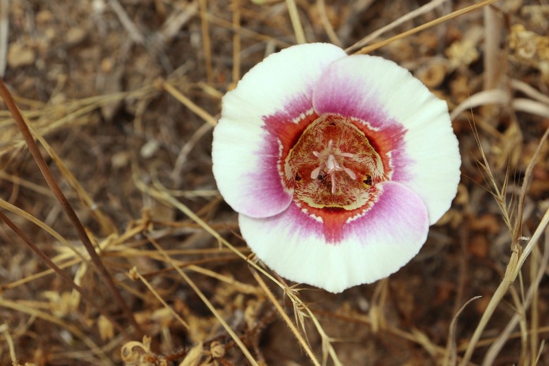 Clay Mariposa Lily photo 5