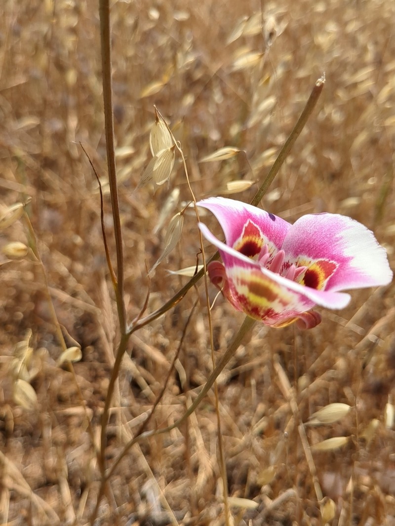 Clay Mariposa Lily photo 6