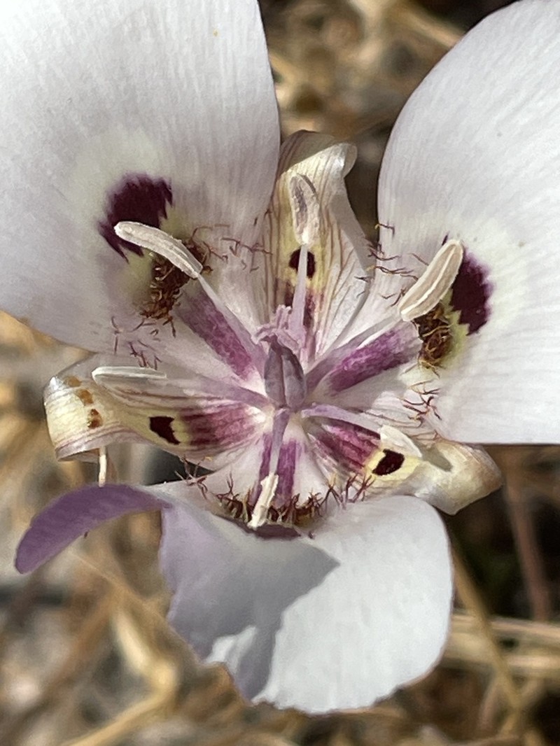 Clay Mariposa Lily photo 7