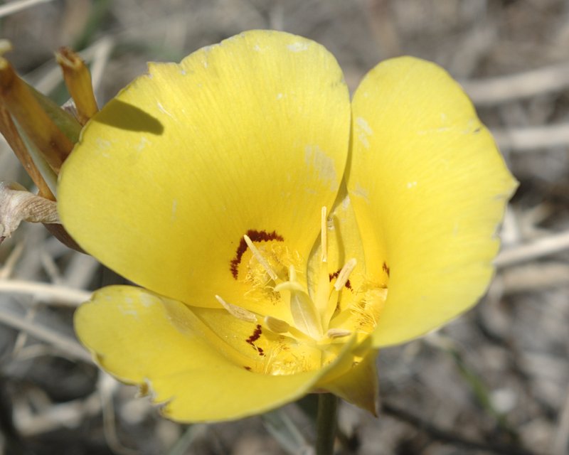 Golden Mariposa Lily