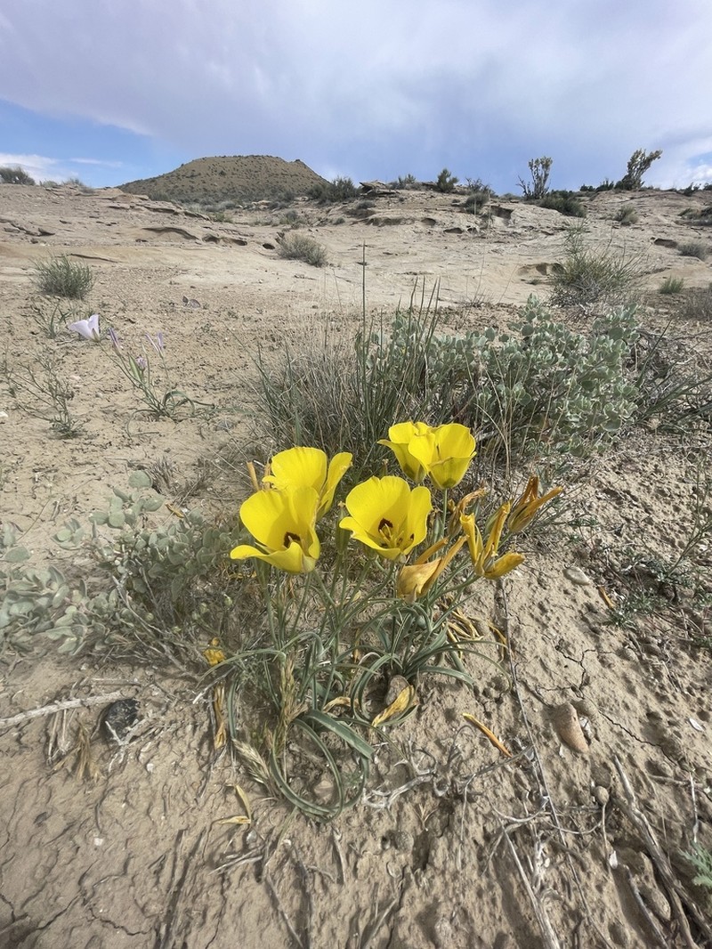 Golden Mariposa Lily photo 2