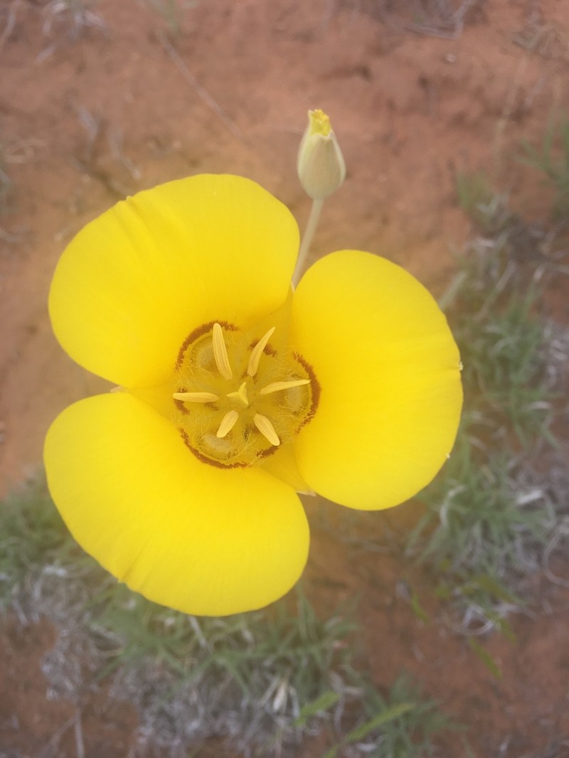 Golden Mariposa Lily photo 3