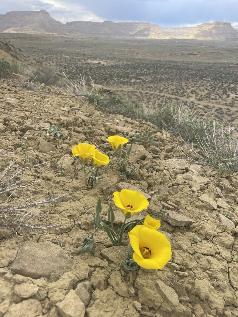 Golden Mariposa Lily photo 4