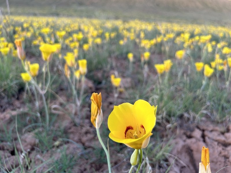 Golden Mariposa Lily photo 5