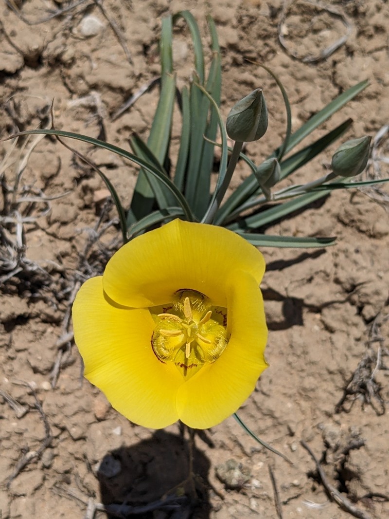 Golden Mariposa Lily photo 6
