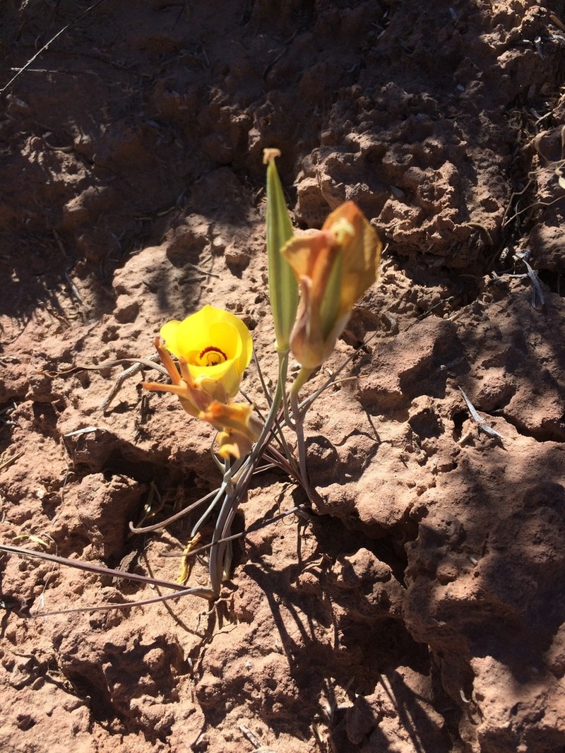 Golden Mariposa Lily photo 7