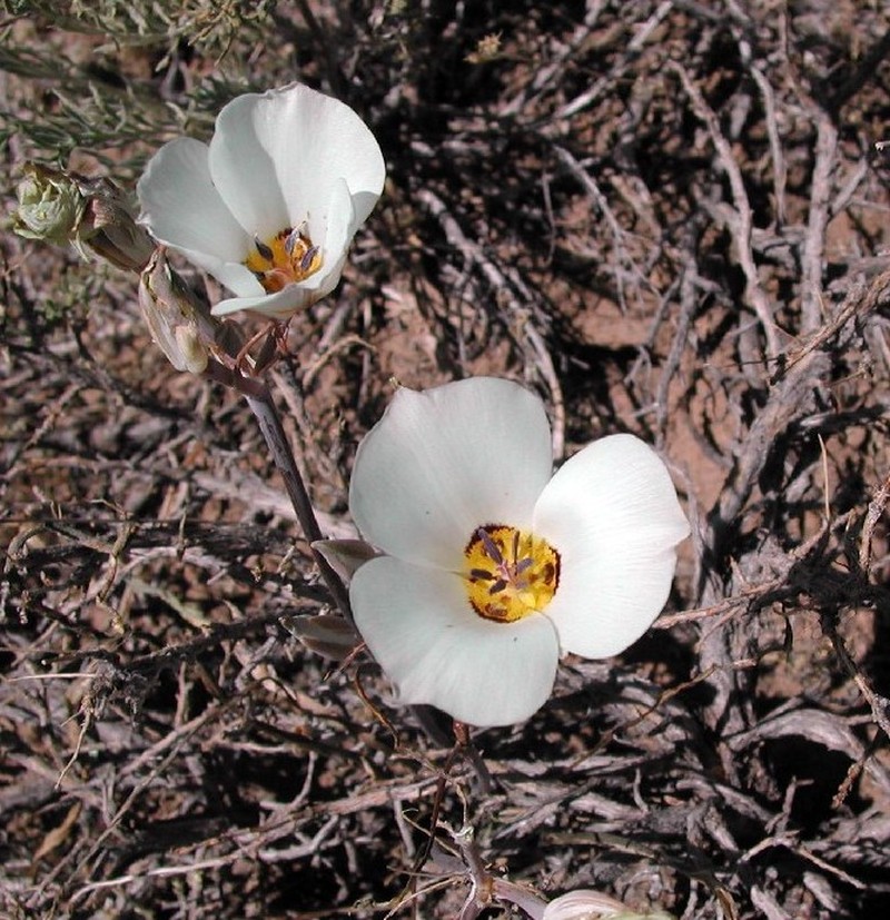 Bruneau Mariposa Lily