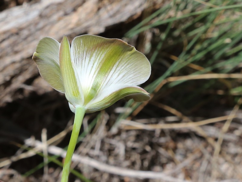 Bruneau Mariposa Lily photo 2