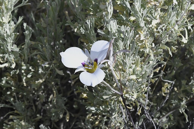 Bruneau Mariposa Lily photo 3