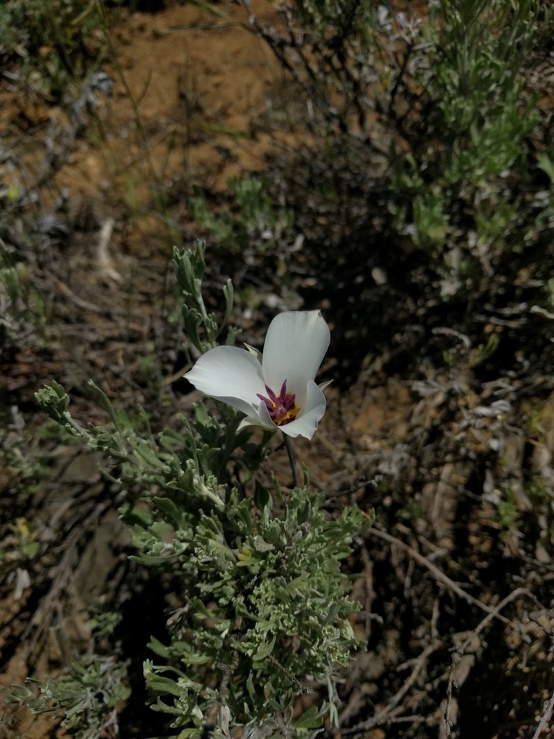 Bruneau Mariposa Lily photo 4