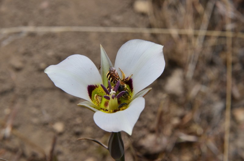 Bruneau Mariposa Lily photo 6