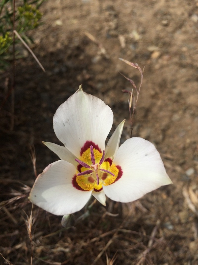 Bruneau Mariposa Lily photo 7