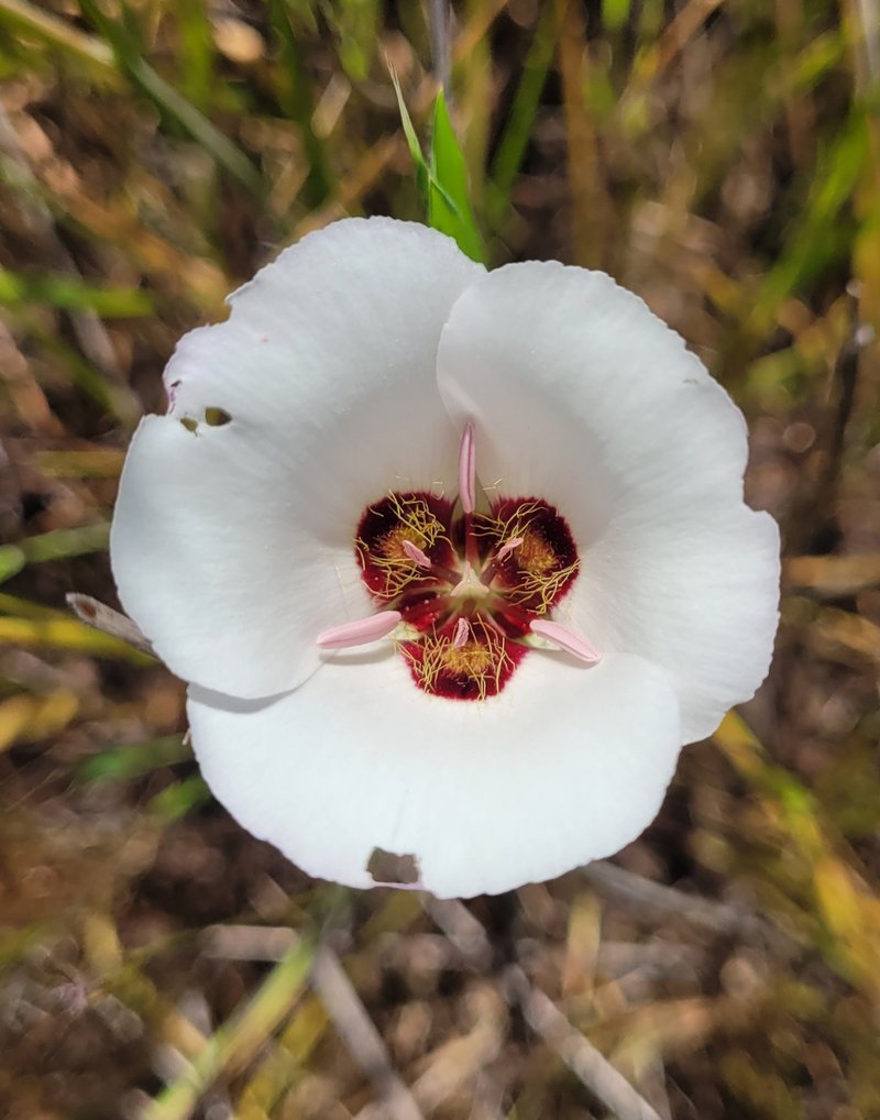 Santa Catalina Mariposa Lily