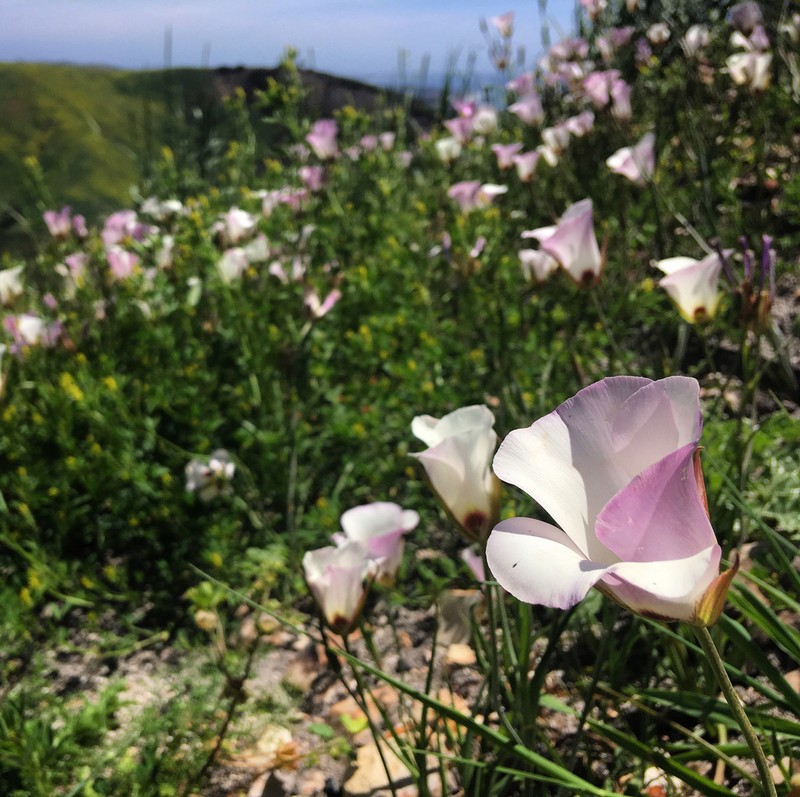 Santa Catalina Mariposa Lily