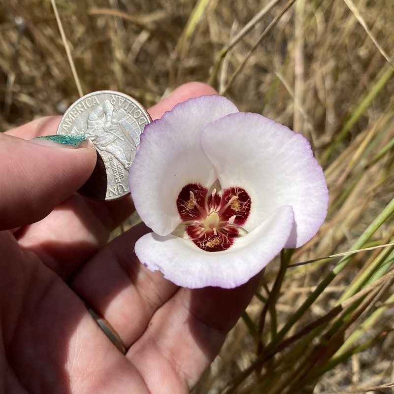 Santa Catalina Mariposa Lily photo 2