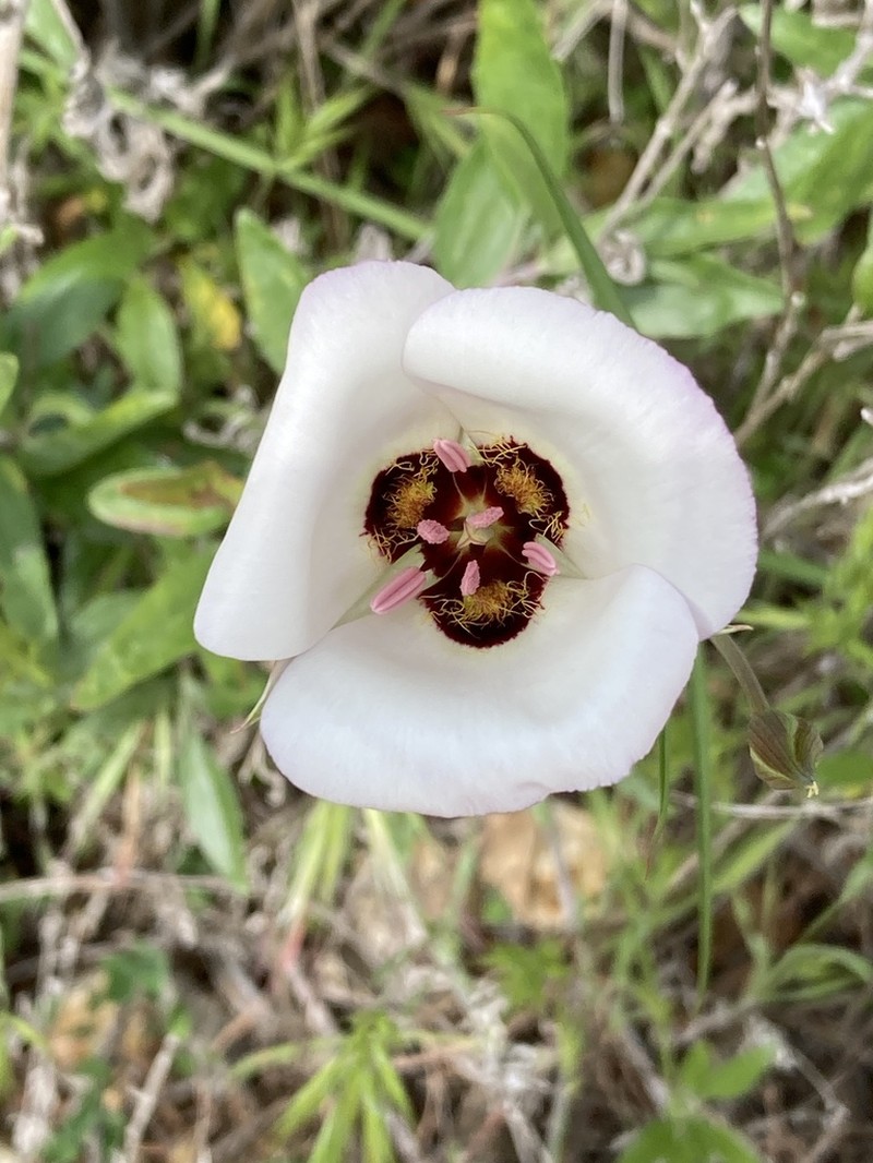 Santa Catalina Mariposa Lily photo 3