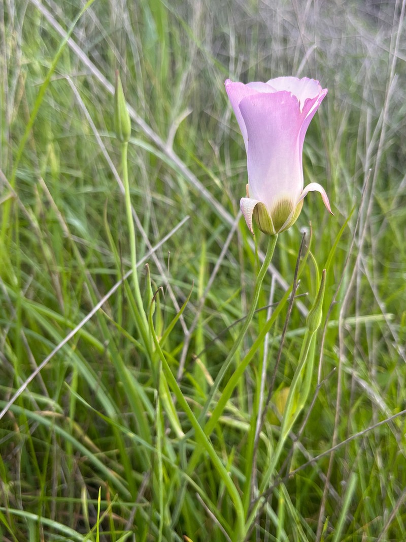 Santa Catalina Mariposa Lily photo 4