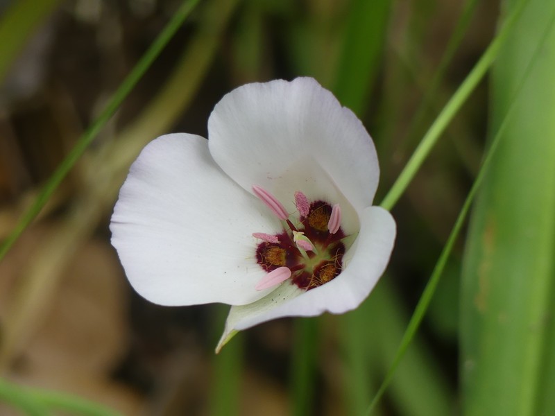 Santa Catalina Mariposa Lily photo 5