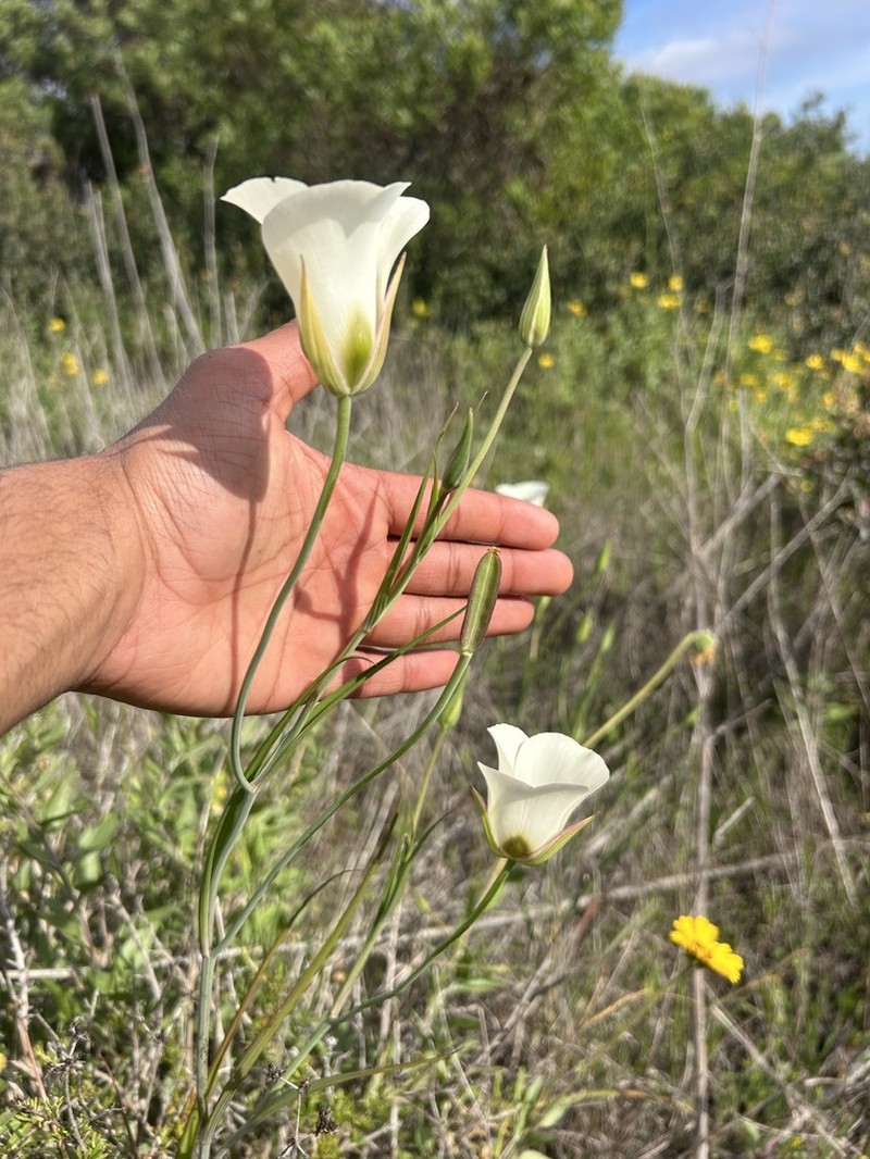 Santa Catalina Mariposa Lily photo 6