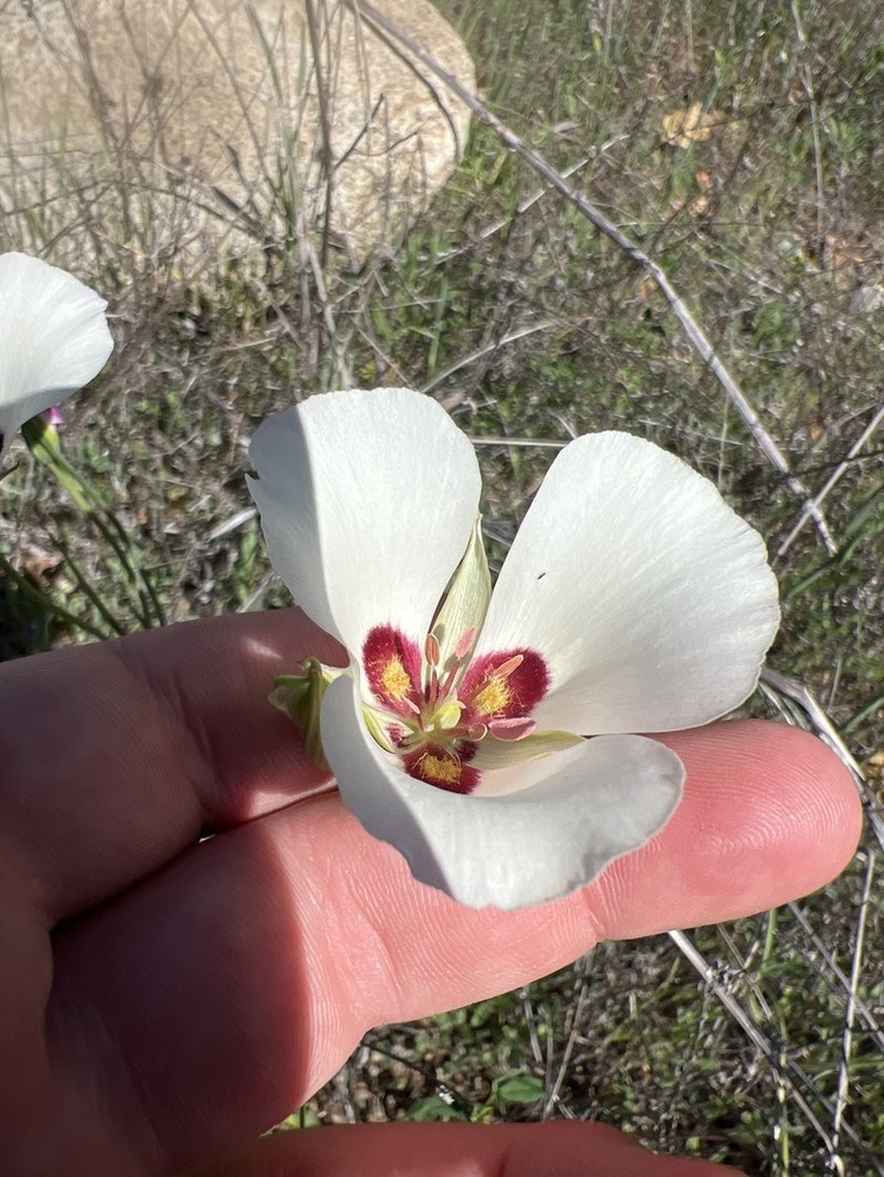 Santa Catalina Mariposa Lily photo 7
