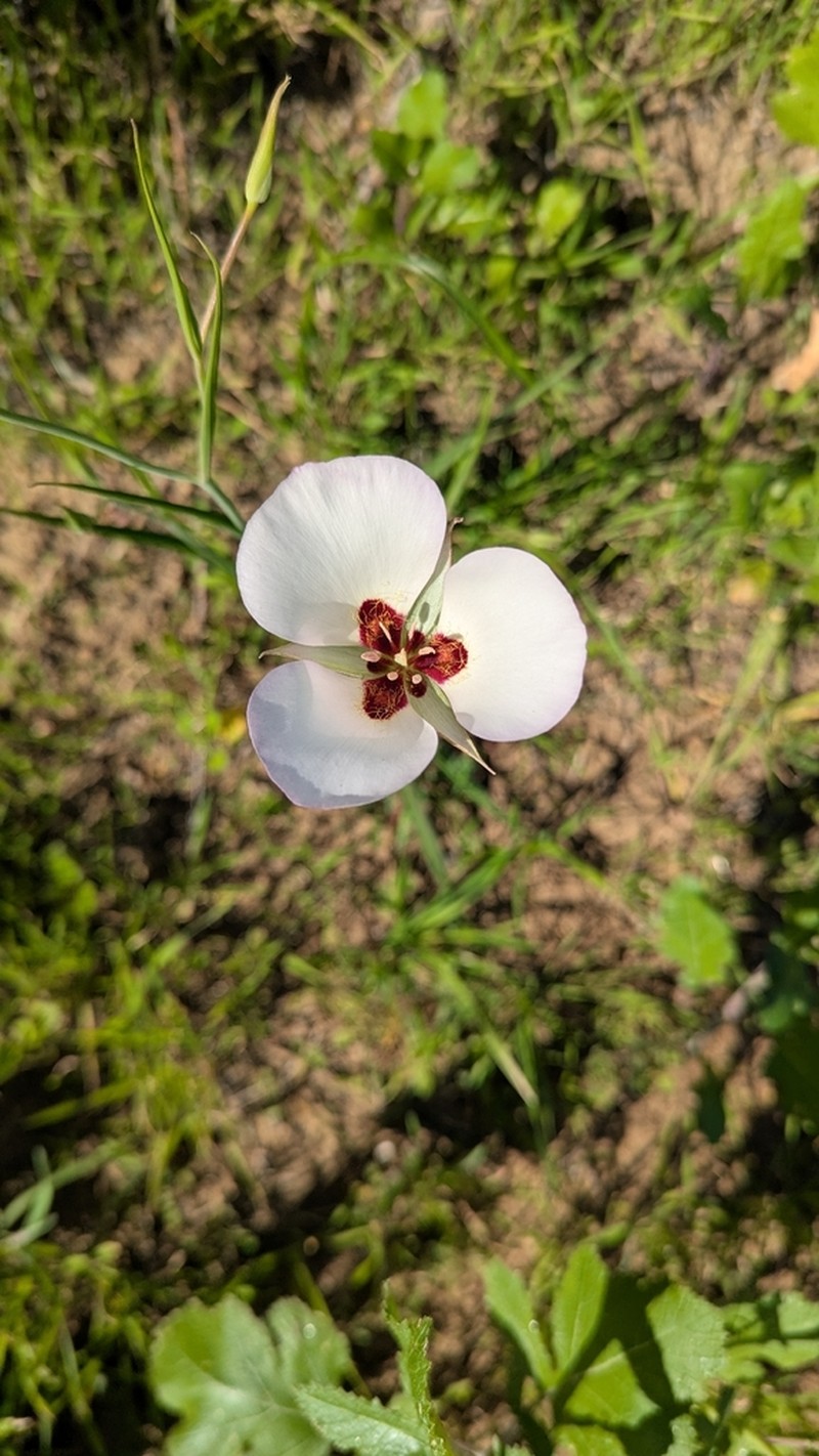 Santa Catalina Mariposa Lily photo 8