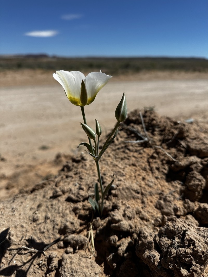 Calochortus ciscoensis