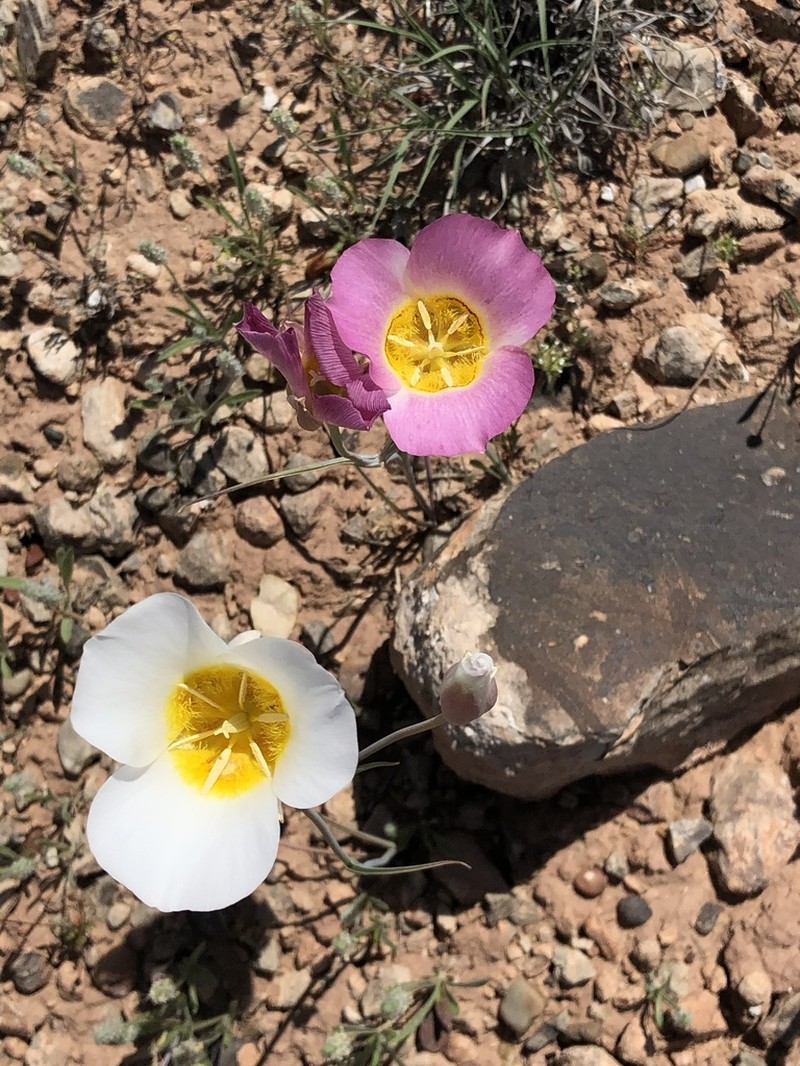 Calochortus ciscoensis photo 2