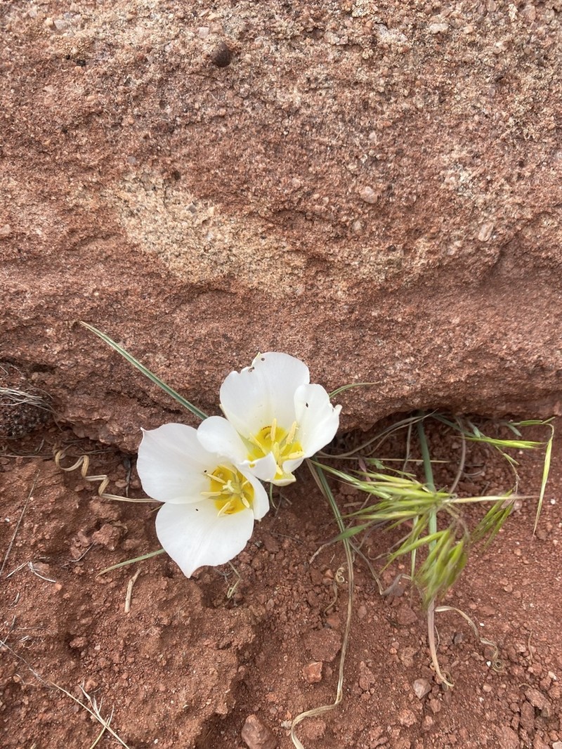 Calochortus ciscoensis photo 3
