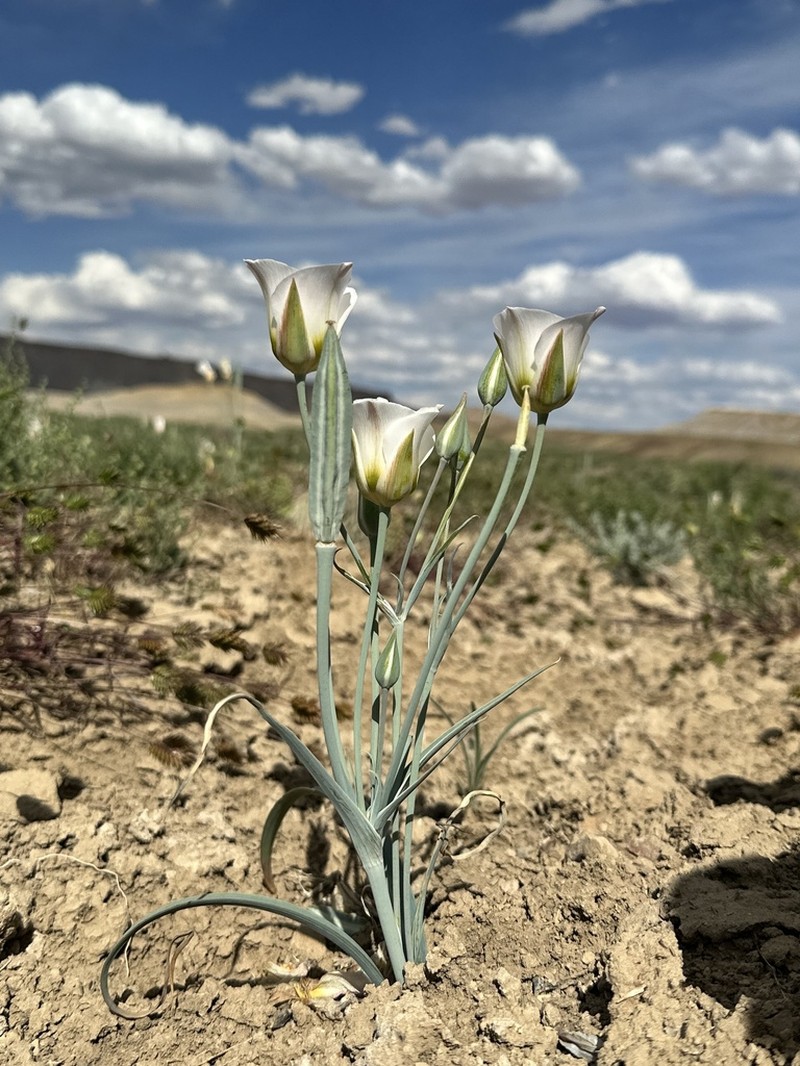 Calochortus ciscoensis photo 4
