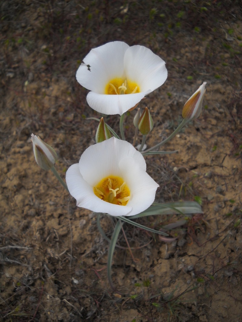Calochortus ciscoensis photo 5