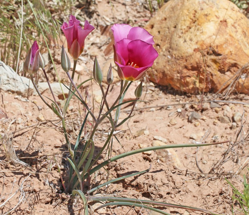 Calochortus ciscoensis photo 6