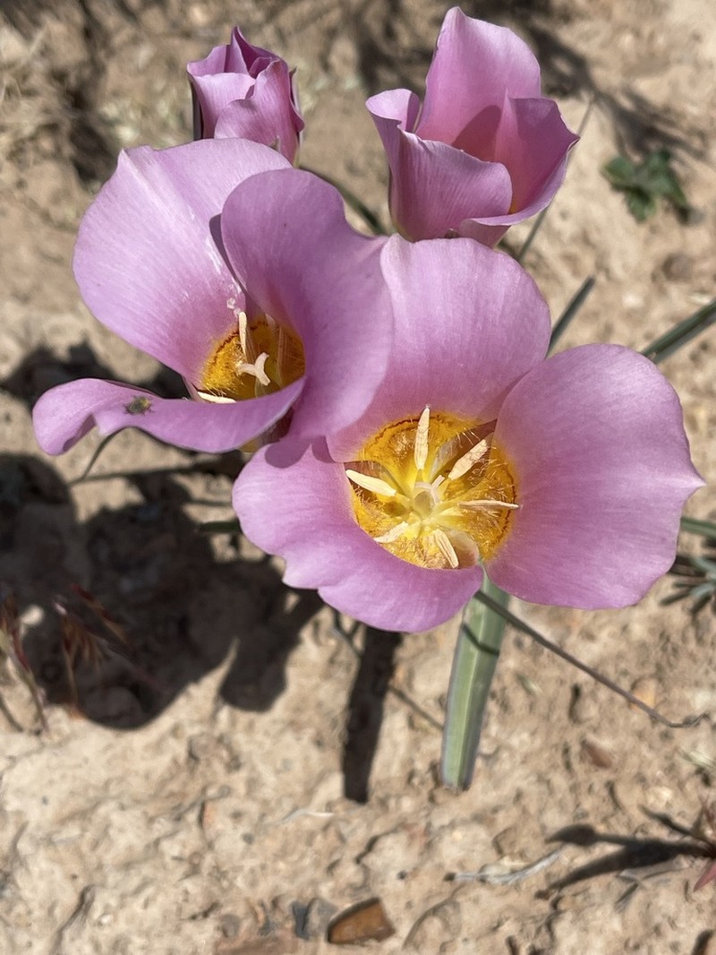 Calochortus ciscoensis photo 7