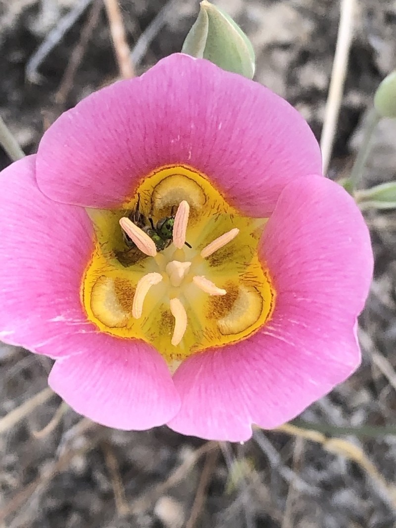 Calochortus ciscoensis photo 8