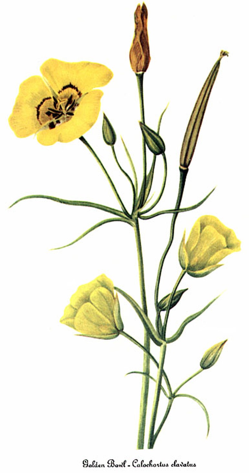 Clubhair Mariposa Lily photo 2