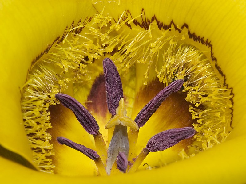Clubhair Mariposa Lily photo 3