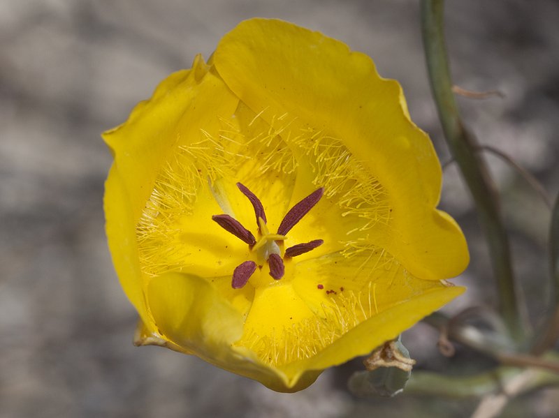 Clubhair Mariposa Lily photo 4