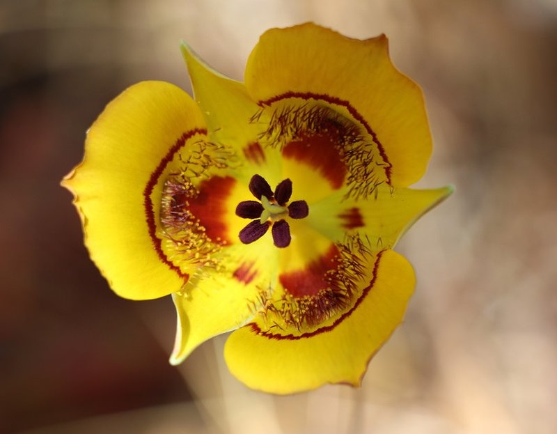 Clubhair Mariposa Lily